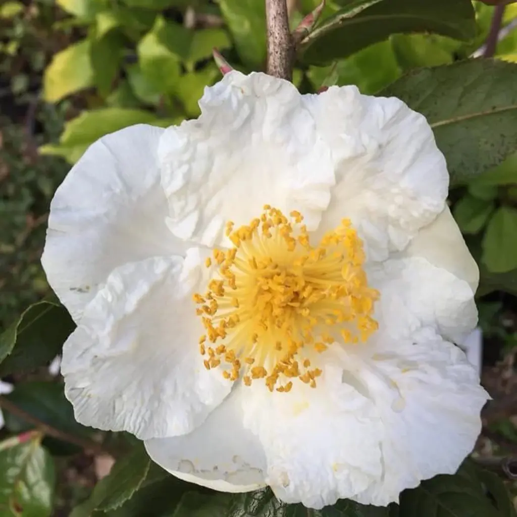 Camellia Trichocarpa Free Freight Option