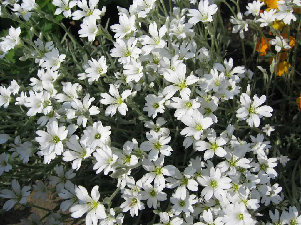 Cerastium Snow In Summer Free Freight Option