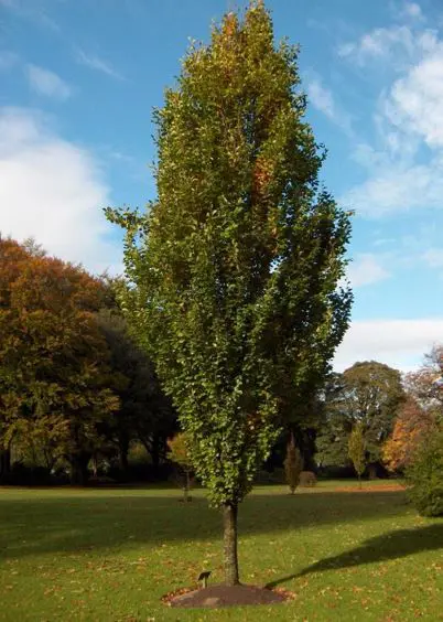 Buy Fagus Sylvatica Dawyck Green Free Freight Over