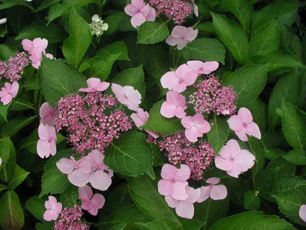 Hydrangea Mariesii Perfecta Free Freight Option