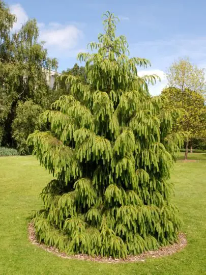 Picea Smithiana Free Freight Option