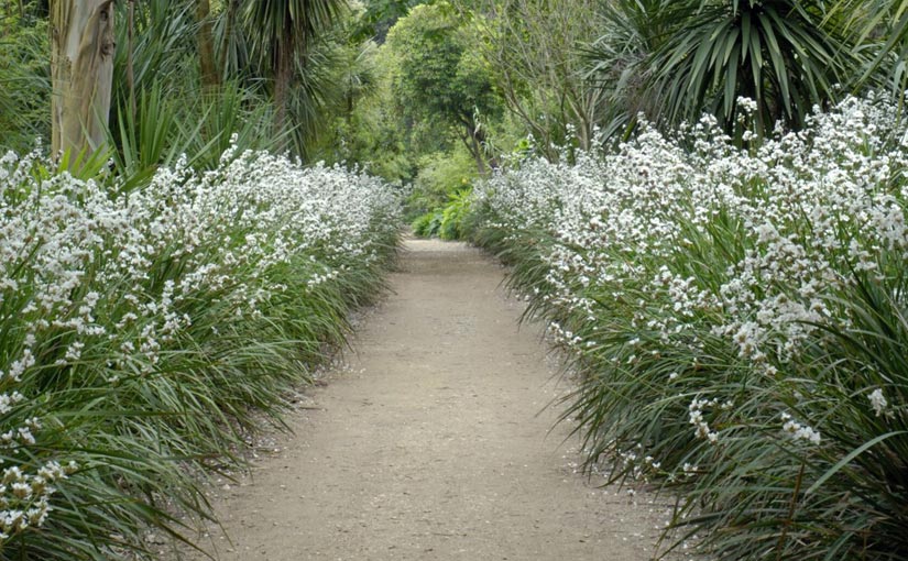 Walkway lined with flowering flax plants