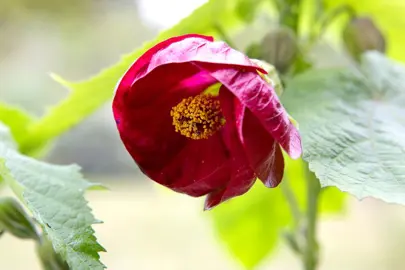 Are Abutilon Flowers Edible?