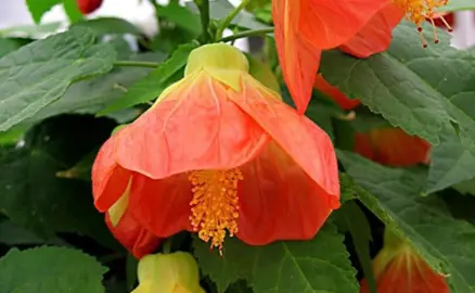 What Are The Best Growing Conditions For Abutilon?