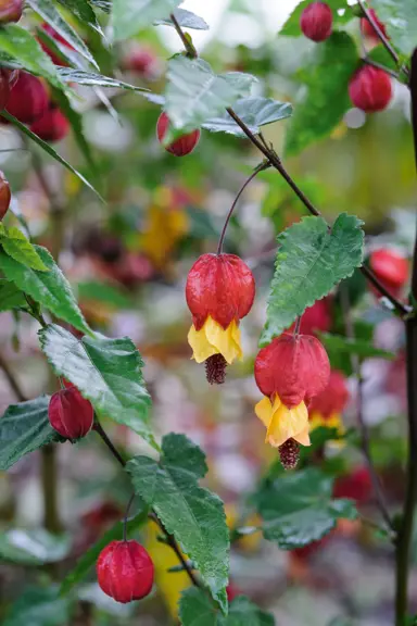 Is Abutilon Megapotamicum Edible?