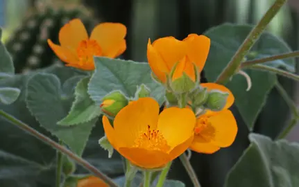 Abutilon Palmeri Information.