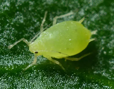 What Are The Common Pests And Diseases Of Abutilon?