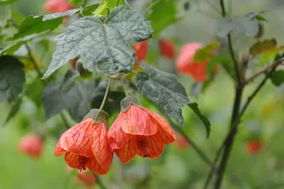 How Do You Get An Abutilon To Flower?