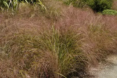 What Is The Native Wind Grass In New Zealand?