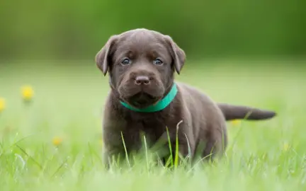 Are Bougainvillea’s Poisonous To Dogs?