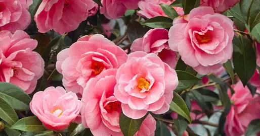 Are Camellias Easy To Grow? .