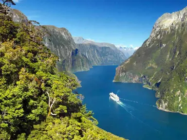 Are Karaka Trees Native To NZ?