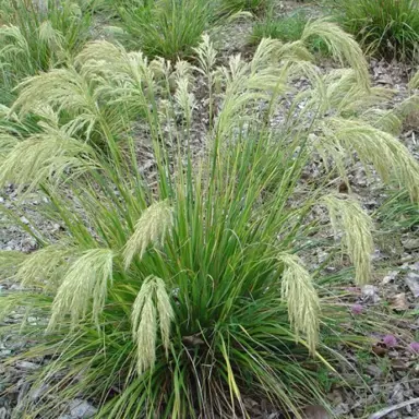 Are Miniature Toetoe Plants Easy To Grow?