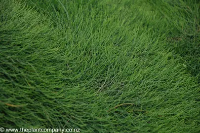 Australian Native Ground Cover Plants.