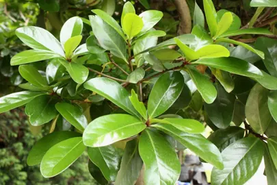 Benefits Of Growing Karaka Trees.