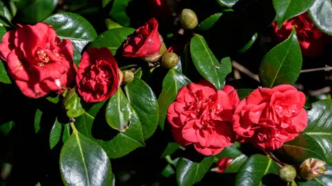 Benefits of a Camellia Hedge.