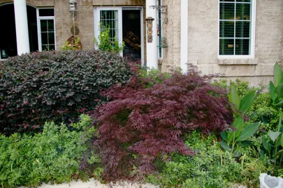 Benefits of Growing a Loropetalum Hedge.