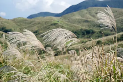 Benefits of Growing Miscanthus Grass.