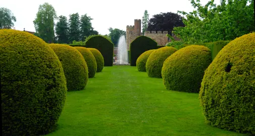 Benefits of Topiary Balls.