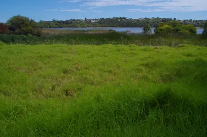 Benefits of Using Kikuyu Grass.