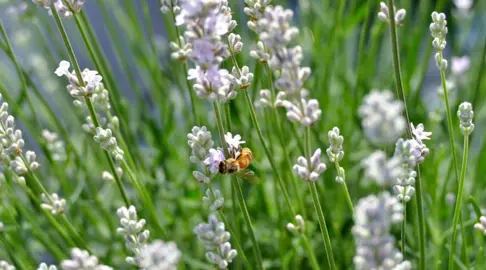 The Benefits of White Lavender.