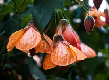 Where Is The Best Place To Plant Abutilon?