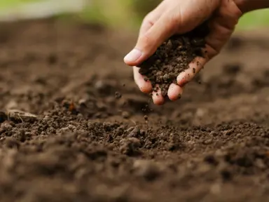 What Is The Best Soil For Ficus Tuffi?