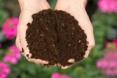 What Is The Best Soil For Miniature Toetoe In A Pot?