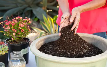 What Is The Best Soil For Portuguese Laurel Grown In A Pot?