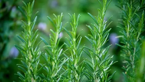 What Is The Best Month To Plant Rosemary?