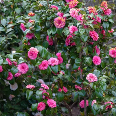 When Is The Best Time To Plant A Camellia?