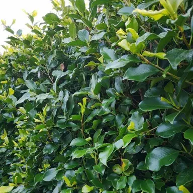 When Is The Best Time To Plant Ficus Tuffi?