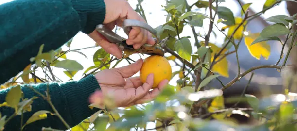 When Is The Best Time To Trim A Lemon Tree?