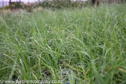 When Is The Best Time To Trim Miniature Toetoe Plants?