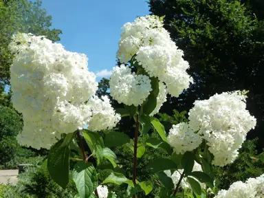 Best Varieties of White Hydrangeas In NZ.