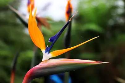 Bird Of Paradise & Strelitzia Plant Guides | By Plant Experts