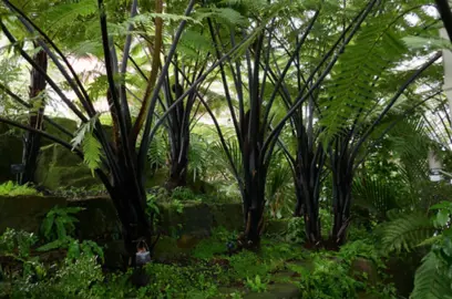 Black Tree Fern.