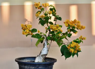 Bougainvillea Bonsai.