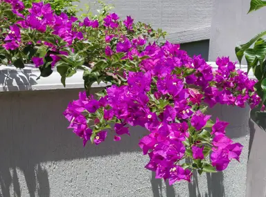 Bougainvillea Growth.