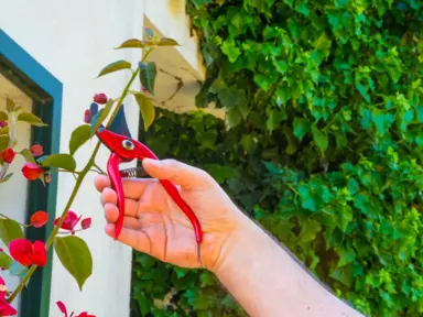 Bougainvillea Pruning.