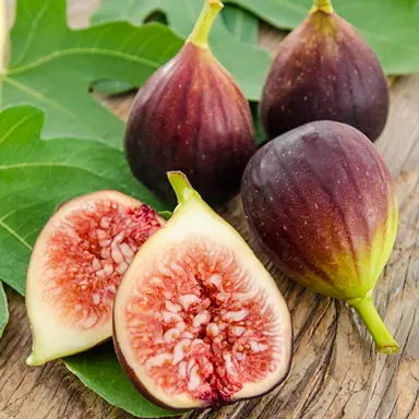 Brown Turkey Fig Tree Information.