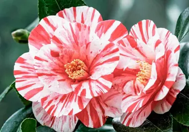 Camellia Bush Care.