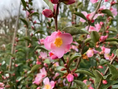 Camellia Fairy Blush NZ.