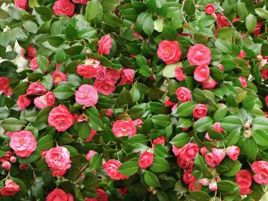 Are Camellias Hard To Look After?