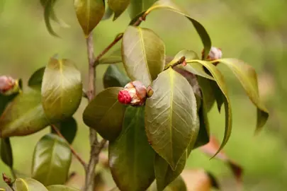 My Camellia Has Brown Leaves.