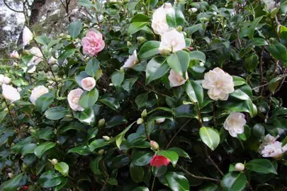 What Is The Best Camellia For A Hedge In NZ?