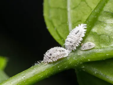 Camellia Hedge Pest and Disease Management.