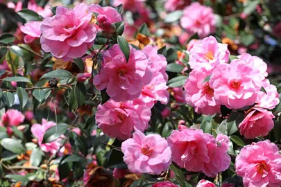 Camellia Hedge Spacing And Planting.