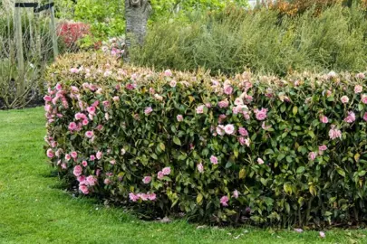 Camellia Hedges For Full Sun.