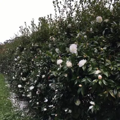 Camellia Hedges For Shade.